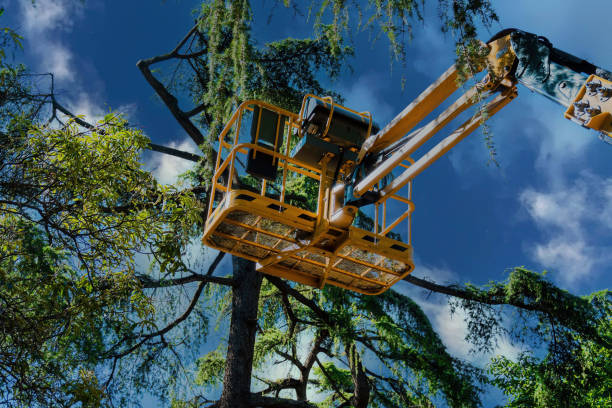 How Our Tree Care Process Works  in  Rock Island, IL