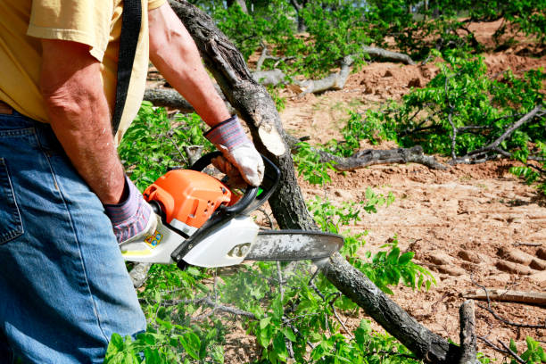 Best Palm Tree Trimming  in Rock Island, IL
