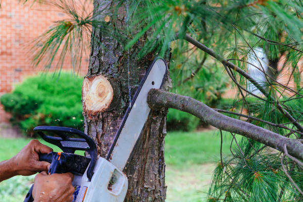 Best Tree Risk Assessment  in Rock Island, IL